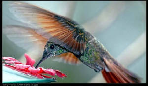 hummingbird.jpg